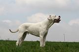 DOGUE ARGENTIN 419